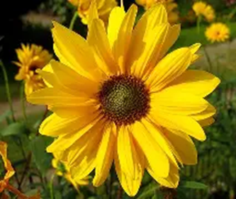 Sonnenblume